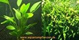 Mühlan Pflanzenhandel 1 Topf Echinodorus + Topf Javafarn, Wasserpflanzen