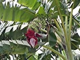 Musa acuminata echte Banane Bananenstaude Pflanze 10cm essbare Früchte