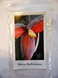 Musa Balbisiana , 10 Samen, Urart aller heutigen Bananensorten