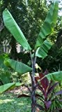 Musa balbisiana atia black - Winterharte Banane - 10 Samen