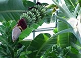 Musa balbisiana cv sikkimensis - Darjeeling Banane winterhart - 10 Samen