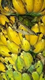 Musa Balbisiana, Urart aller heutigen Bananensorten, gelbe Früchte, 10 Samen