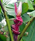 Musa velutina 20 Bananensamen rosa Zwergbanane frosthart