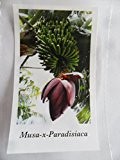 Musa X Paradisiaca, klassische Essbanane für drinnen und draussen, 5 Samen