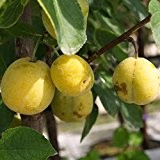 Nancy Mirabelle, kleine süß-aromatische gelbe Frucht, Buschbaum ca. 120-150 cm Unterlage: St.JulienA