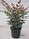 Nandina domestica Obsessed - Heiliger Bambus Obsessed