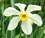 Narcissus - Narzisse -Osterglocke Actaea