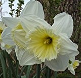 Narcissus Narzisse Osterglocke " Ice Follies "