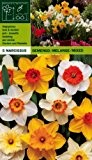 Narcissus - Narzissen Osterglocken MIX (5)