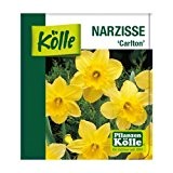 Narzissen Pflanze im Topf - großblumige, duftende, gelbe Narzisse „Carlton“ - Osterglocke aus eigener Gärtnerei - Topfpflanze von Pflanzen-Kölle