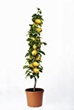 Nashi, Asiatische Säulen-Birne, 1 Pflanze