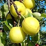Nashi Naddel Pear, Asienbirne Apfelbirne Buschbaum 120-150 cm 10 Liter Topf, Unterlage: Slg.