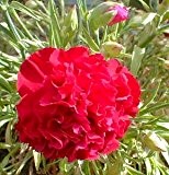 Nelke Rot Riesen Chabaud 30 Samen-, Carnation, Dianthus Samen,gefüllte,duftend