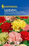 Nelken: Gefüllte Landnelken-Mischung, Dianthus caryophyllus - 1 Portion