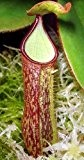 Nepenthes albomarginata brown speckle var. giant - 5 Samen