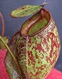 Nepenthes ampullaria red green lips - Kannenpflanze - 10 Samen