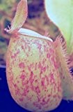 Nepenthes ampullaria red green lips var. giant - 5 Samen