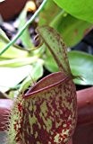 Nepenthes ampullaria red spotting - Kannenpflanze - 10 Samen