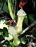 Nepenthes beccariana Sipogas Area - Kannenpflanze - 5 Samen