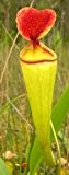 Nepenthes madagascariensis - Madagaskar Kannenpflanze - 10 Samen