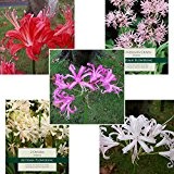 Nerine Kleine Gartenamaryllis Sammlung 15 Blumenzwiebeln- 5 verschiedene Arten