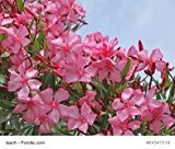 Nerium Oleander Rosenlorbeer rosa blühend 30 Samen