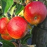 Neu: Cox Orange selbstfruchtbar Apfel als Buschbaum ca. 120-150 cm 7,5 Liter Topf, Unterlage MM 111