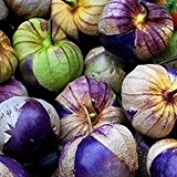 ***Neu Purple Tomatillo*** -Physalis ixocarpa- würzig für Salsa Mexicana 10 Samen