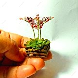 Neue 100 PC Seltene Mini Bonsai Orchideen-Samen Balkon Mini Orchid Blumentopf Samen Schöner Garten Blumensamen braun grün