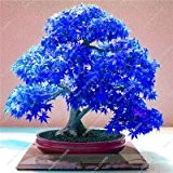 Neue 20Pcs / Beutel Japanischer Ahorn-Samen Feuer Maple Bonsai Blumensamen Baumsamen Topfpflanze 98% Keimung 9 Farben für Hausgarten-blau
