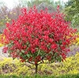 Neue 50 Samen New Hausgarten Pflanze Photinia fraseri Frasery Serrulata Red Robin Tipluohu Blumensamen Freies Verschiffen lk63