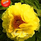 Neue Ankunft! Chinesische Pfingstrose Samen Gelbe Pfingstrosen-Blumen-Topf Bonsai Pflanzensamen 10 Stück / Paket, # 9Q01T1
