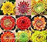Neue Ankunft! Hausgarten Pflanze 10 Stück Seltene Sempervivum Mix Sukkulenten Samen Blumen für Zimmer, Bonsai Topfpflanzen * Geschenk, # CD4KB