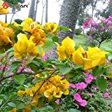 Neue Echt blühende Pflanzen Gelb Bougainvillea spectabilis Willd Bonsai Bougainvillea-Pflanzen-Samen 100 Partikel / lot