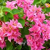 Neue frische Samen 100 PC / Los Seltene Rose Pink Bougainvillea Spectabilis Samen Perennial Bonsai Pflanze Blumensamen, # M9TN3T