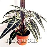 Neue Hausgarten Pflanze Black Leaf Alocasia Samen, Indoor-Bonsai Wasserpflanzen (Herba Monachosori Henryi) Seeds - 50PCS