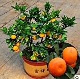 Neue Stauden Bonsai Samenpflanze peperomia Samen 100pcs- Bonsai Samen Beautifying Gartenpflanze Promotion Die Budding Rate 95%