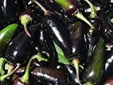 Neuheit! Chili, scharf, Serrano purple - 20 Samen