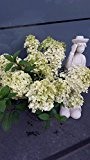 NEUHEIT! Rispenhortensie Hydrangea paniculata Bobo ® 30 - 40 cm im 5 Liter Pflanzcontainer
