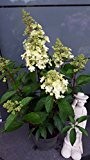 NEUHEIT! Rispenhortensie Hydrangea paniculata Canllelight ® 40 - 60 cm im 5 Liter Pflanzcontainer