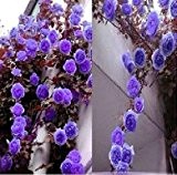 New 200pcs / bag Zierpflanze Creepers Blumen-Samen Rosa, polyantha Rose, Kletterrosen Samen Für Hausgarten Blau