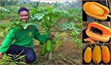 New 2016 Zwerg Samen Papayasamen 6 Setzlinge von Gemüse und Obstbäume G25