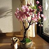 New Bonsai-Baum japanischen Sakura-Samen 10pcs Bunte Kirsche Pflanzen für Haus & Garten Schöne Blumen blühen