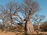 New Home Garten Werk 2 Samen Adansonia Digitata Baobab, Weinstein-Baum-Samen-freies Verschiffen