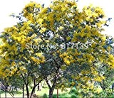 New Home Gartenpflanze 10 Samen GOLDEN MIMOSA Acacia Baileyana Gelb Akazie Baum Blumensamen