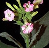 Nicotiana tabacum - Virginischer Tabak - 20 Samen