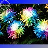 Niedliche Regenbogen-Chrysantheme Livingstone China Aster Samen, 100 Samen, Gartenpflanze Blumen E3560
