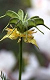 Nigella orientalis Transformer Flower 25 Samen