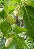 Nonibaum Morinda citrifolia indischer Maulbeerbaum Noni Pflanze 10cm Frucht Obst