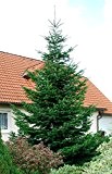Nordmann-Tanne - Abies nordmanniana - Weihnachtsbaum Tannenbaum Container-Pflanze Immergrün Winterhart - Tannen vom Testsieger Garten Schlüter